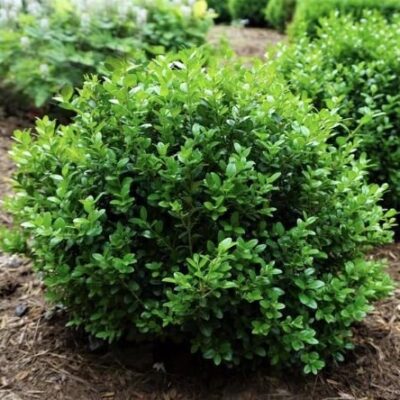 Buxus m Little Missy 