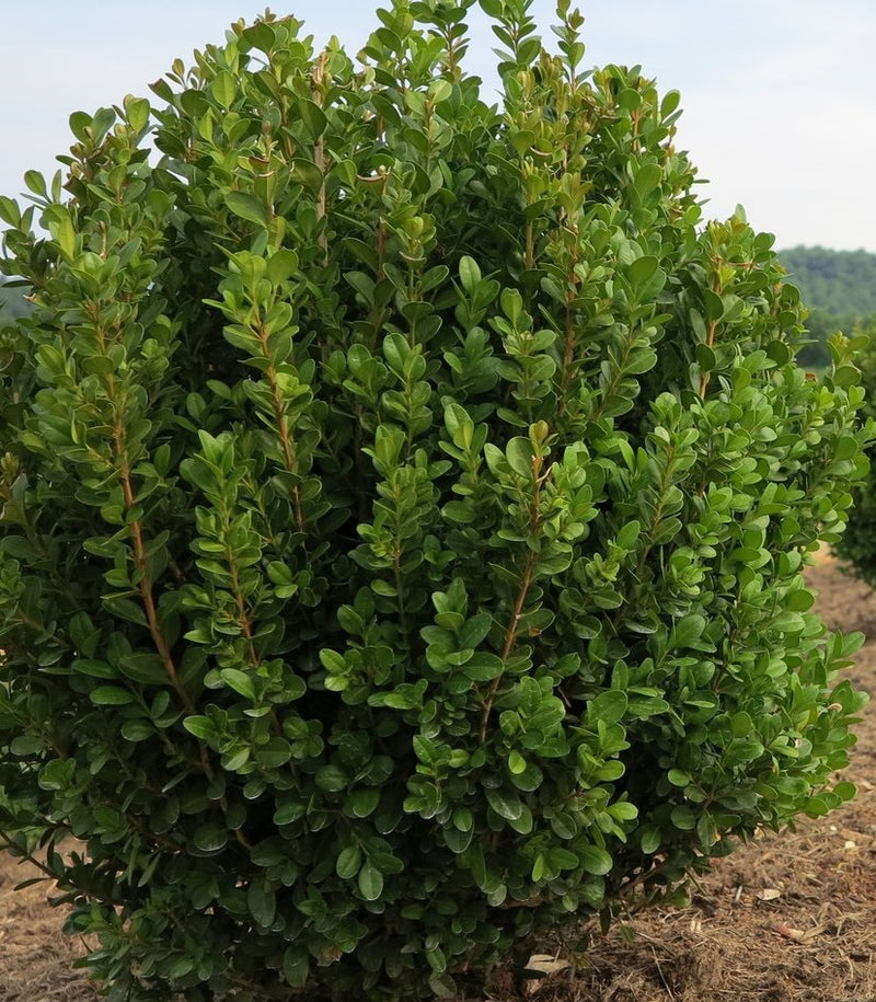 Buxus m Freedom 