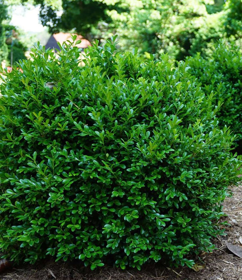 Buxus m Independence 