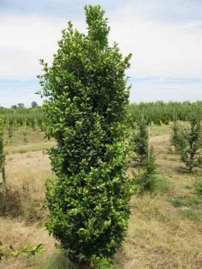 Buxus s Green Pillar 