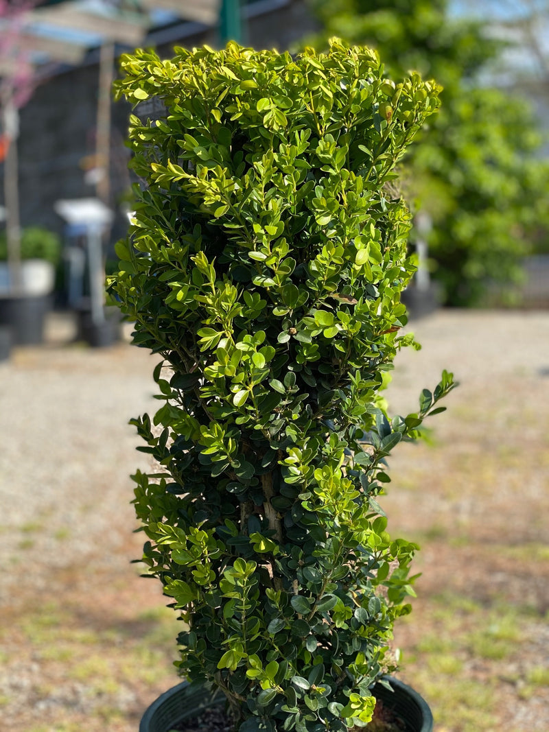 Buxus s Green Tower 
