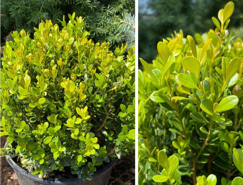 Buxus m Baby Gem 