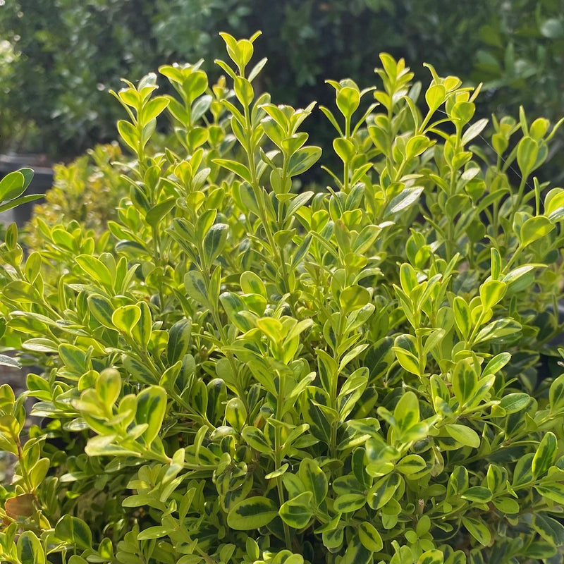 Buxus m Golden Dream 