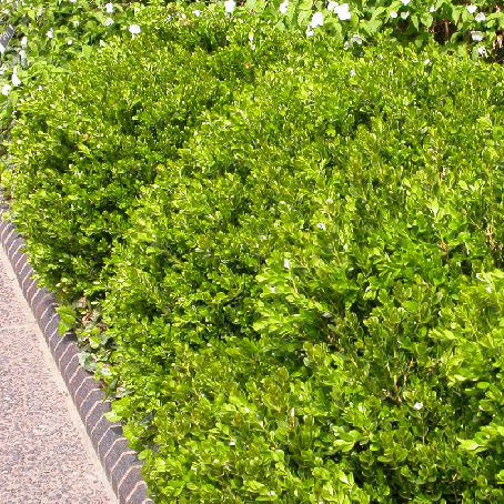 Buxus Green Gem 2.5&