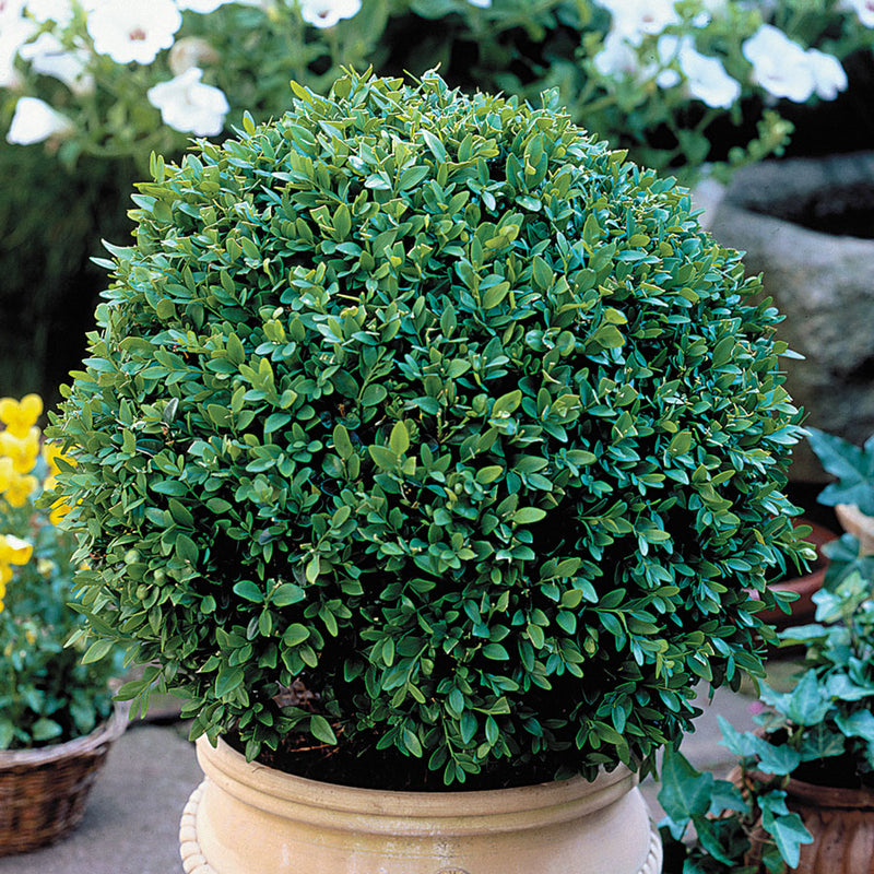 Buxus Green Velvet 