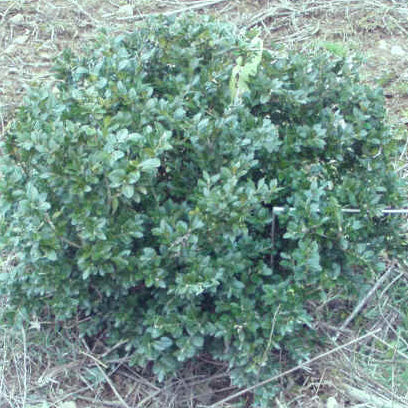 Buxus s Varder Valley 