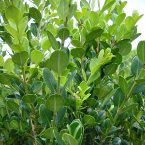 Buxus m Winter Gem 