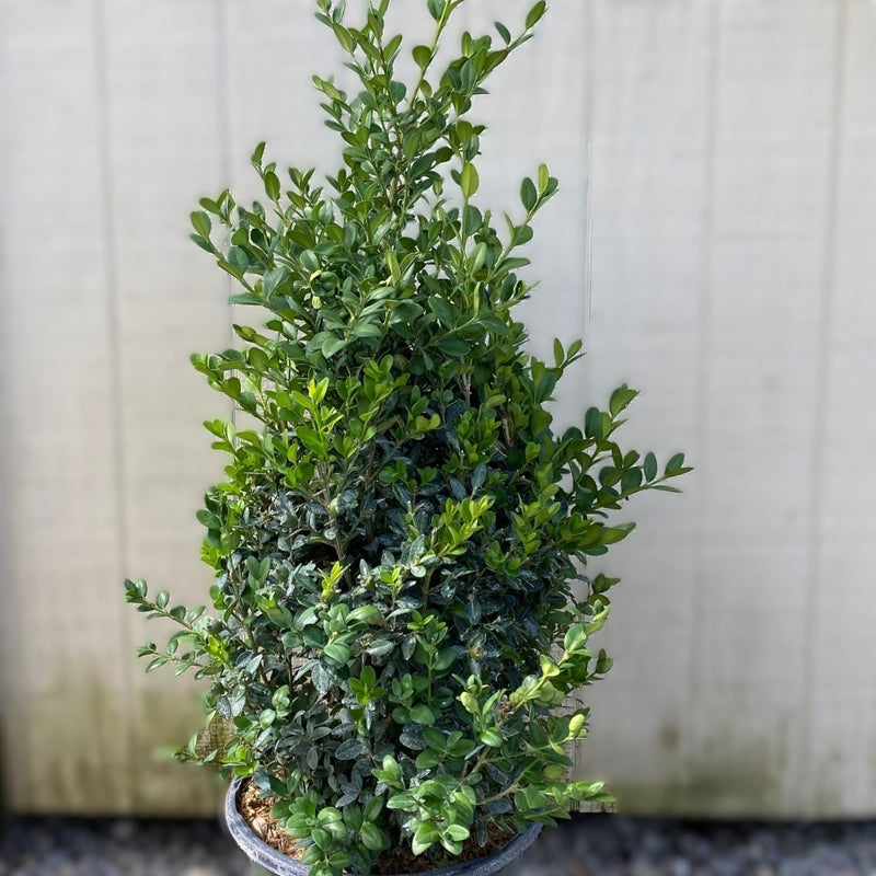 Buxus Green Mountain 18"