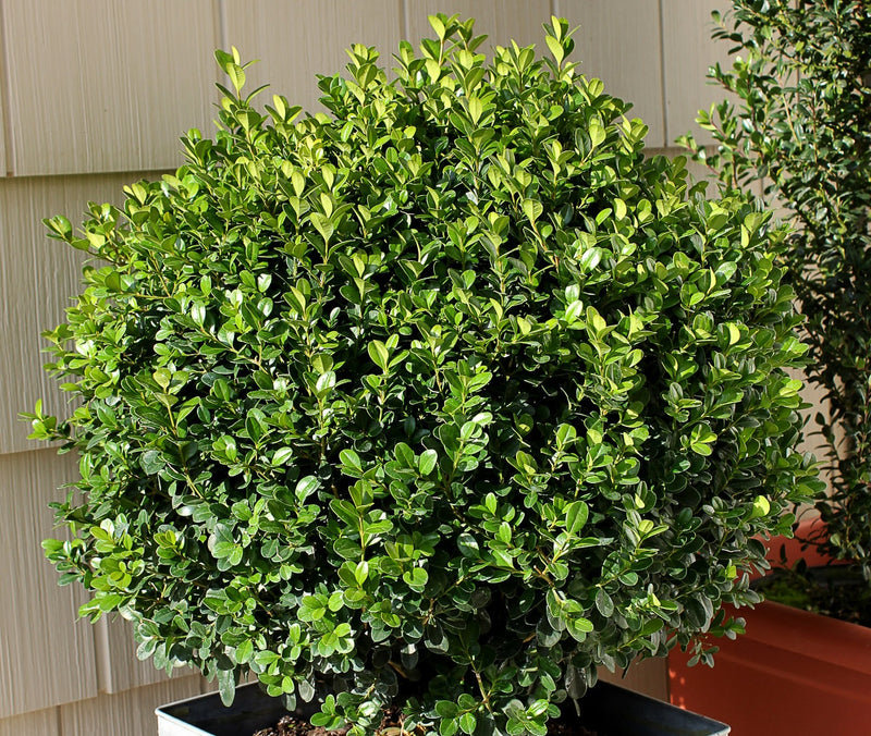 Buxus m Sprinter 