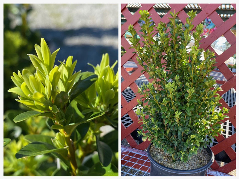 Buxus s Arctic Emerald 