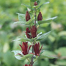 Calycanthus floridus 