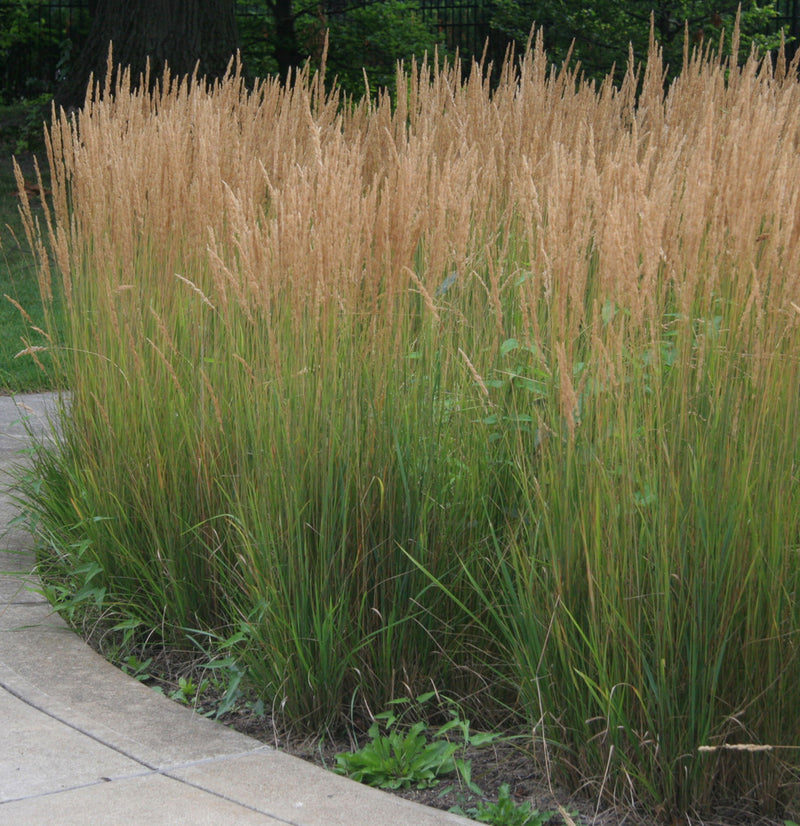 Calamagrostis x a Karl Foerster 