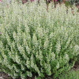 Calamintha nepeta Montrose White 1 qt