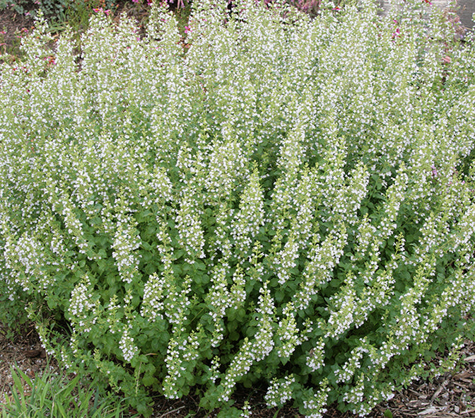Calamintha nepeta sp. nepeta 