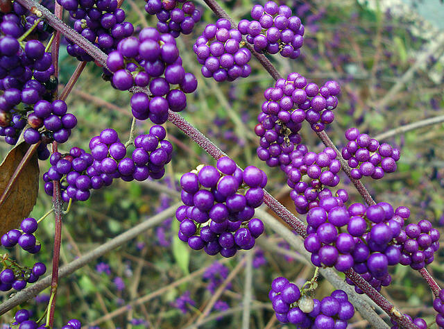 Callicarpa x Plump & Plentiful 