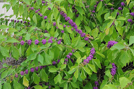 Callicarpa americana 