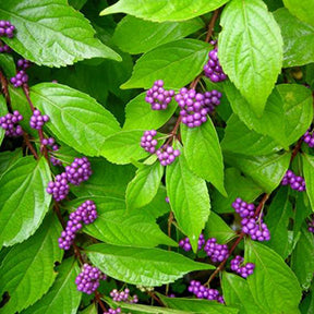 Callicarpa dich Early Amethyst 