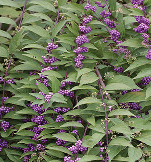 Callicarpa dich Purple Pride 