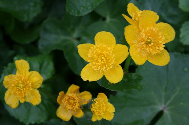 Caltha palustris 