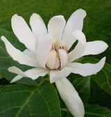 Calycanthus x Venus 