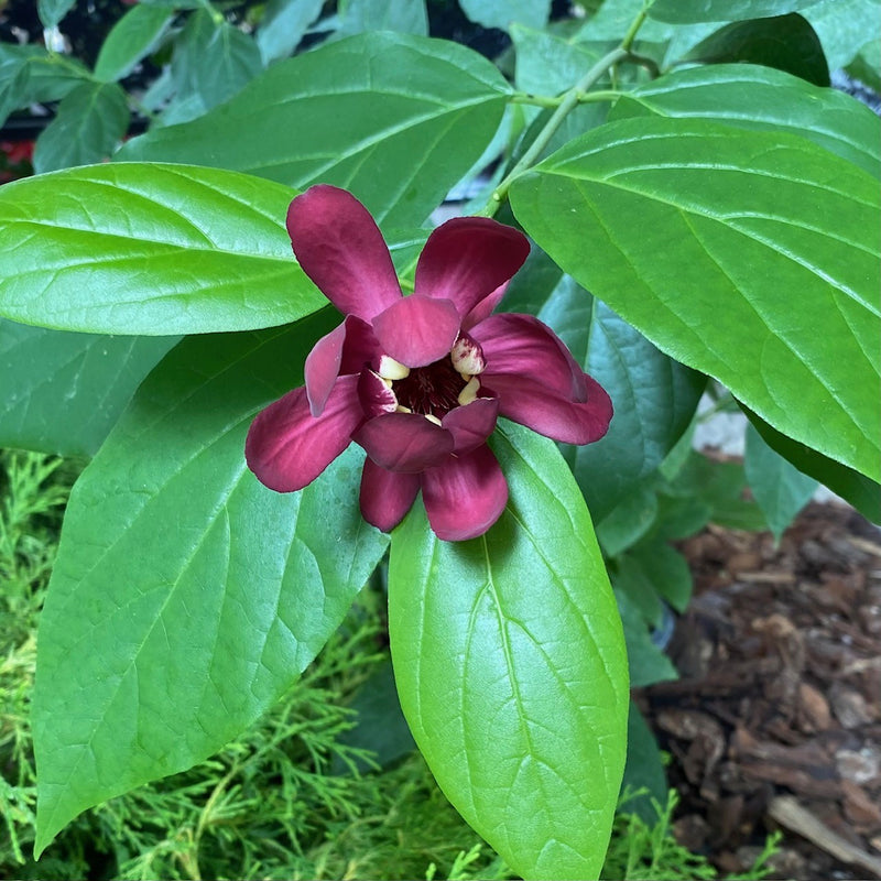 Calycanthus x Aphrodite 