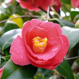 Camellia jap Spring Promise 