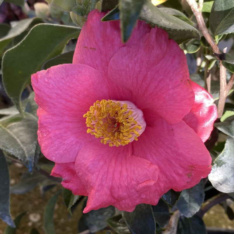Camellia jap Spring&