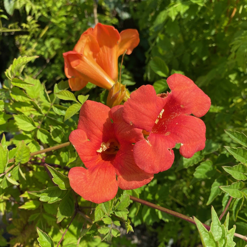 Campsis x Madame Galen 