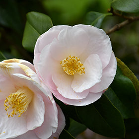 Camellia April Blush 