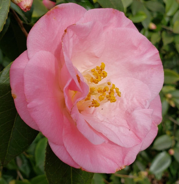 Camellia jap April Remembered 