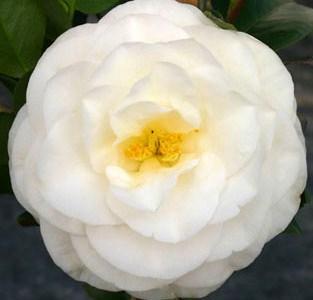 Camellia jap April Snow 
