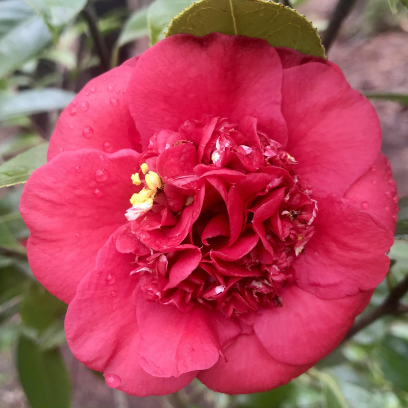 Camellia jap April Tryst 