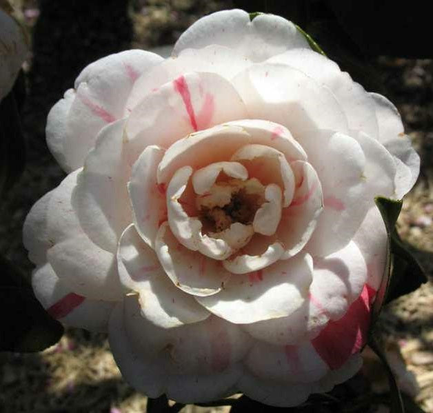 Camellia jap April Dawn 