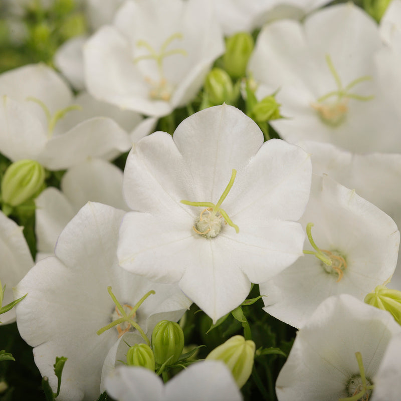 Campanula c Rapido White 