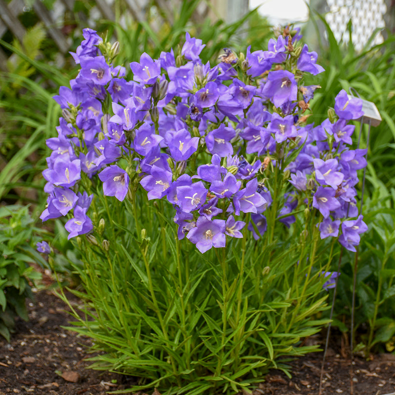 Campanula persc Takion Blue 1 qt