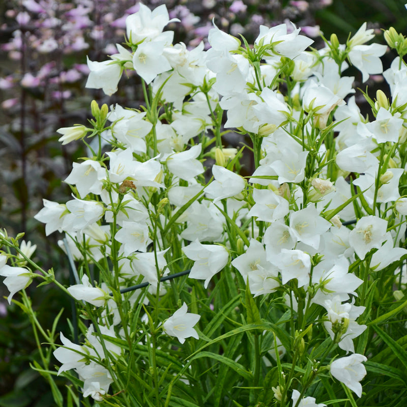 Campanula persc Takion White 