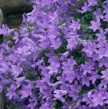 Campanula p Blue Waterfall 