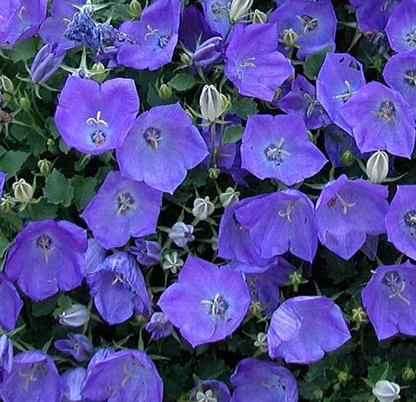 Campanula c Rapido Blue 1qt