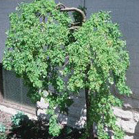 Caragana arb pendula 