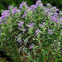 Caryopteris Dark Knight 