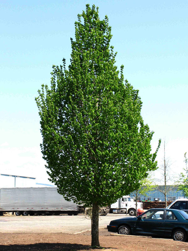 Carpinus b Emerald Avenue 3.5"