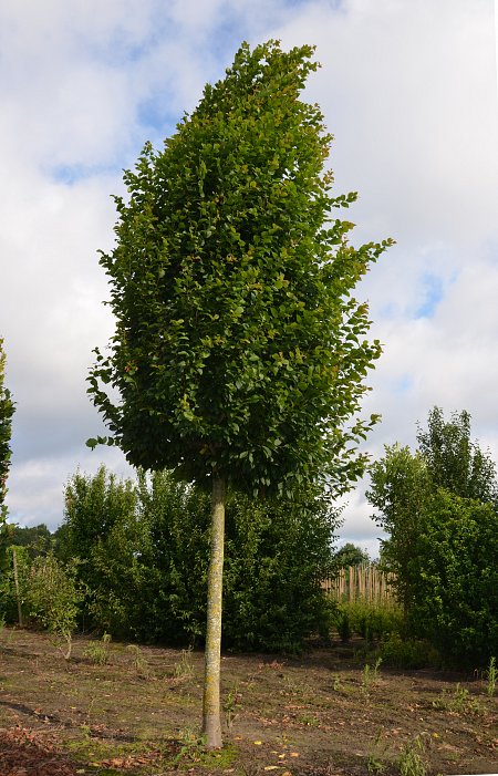 Carpinus b Lucas 