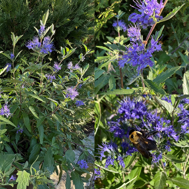 Caryopteris Dark Knight 