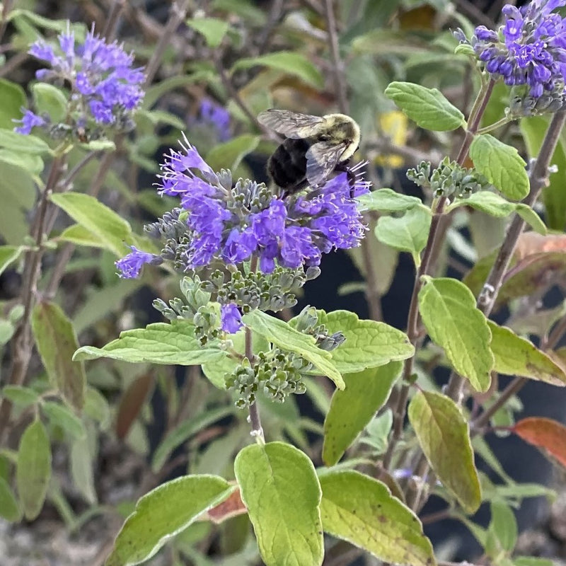 Caryopteris Beekeeper 