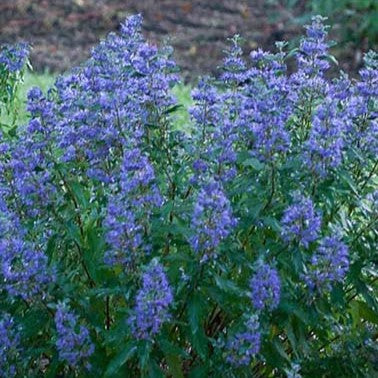 Caryopteris Beyond Midnight 