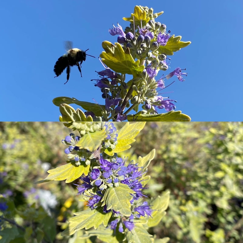 Caryopteris Gold Crest 