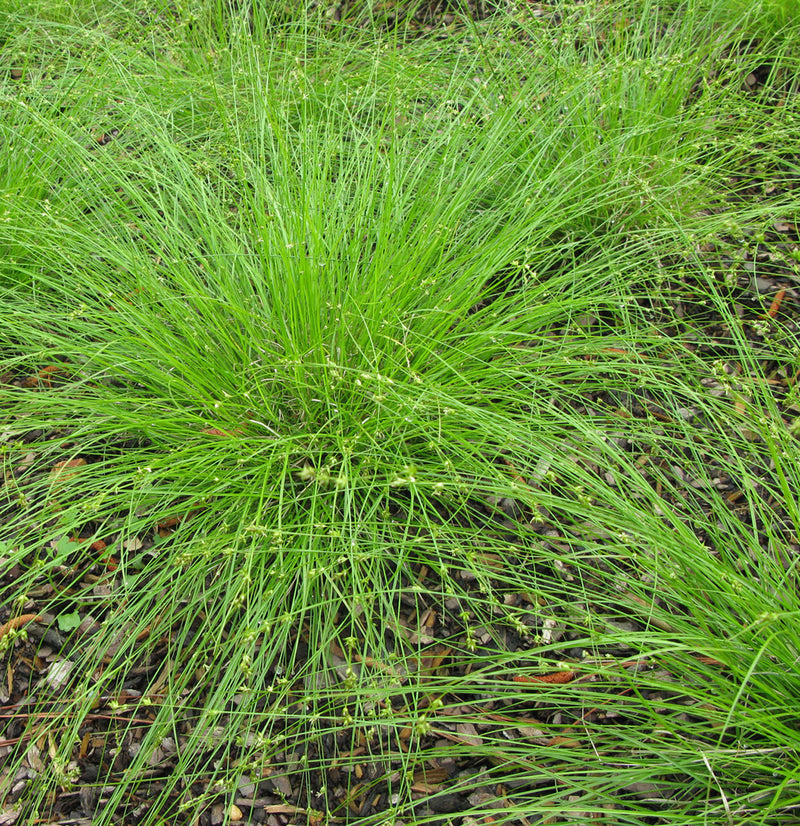 Carex appalachica 