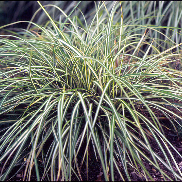 Carex Evergold 