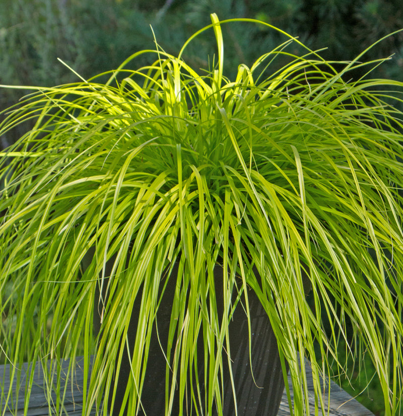 Carex Everillo