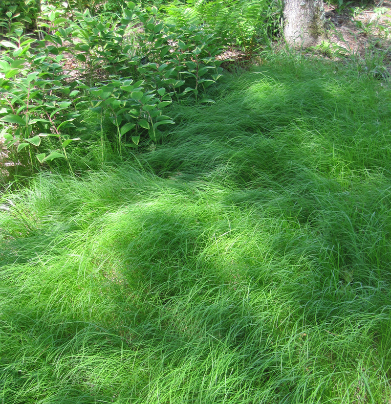 Carex pensylvanica 